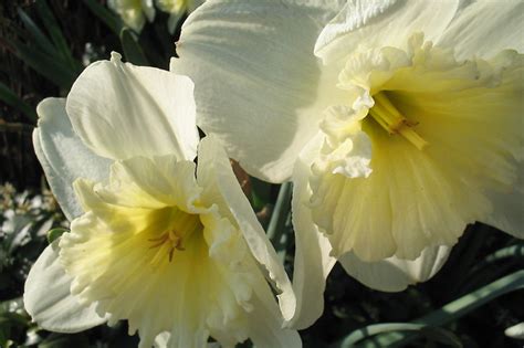 Narcissus Ice Follies Narcis Appeltern Adventure Gardens