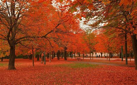 Autumn Maple Forest Wallpapers Wallpaper Cave