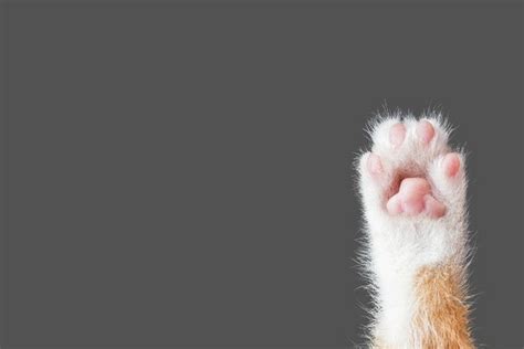 고양이 발바닥 ‘핑크 젤리는 여름이 되면 촉촉해진다