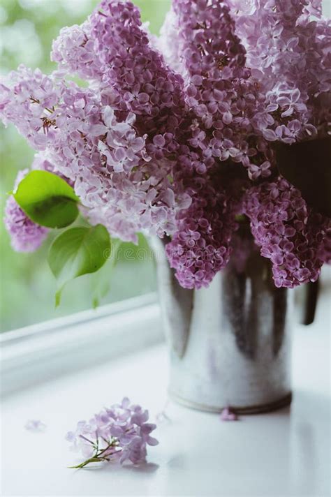 bouquet of lilacs in a glass vase isolated on white branch with lilac flowers stock image