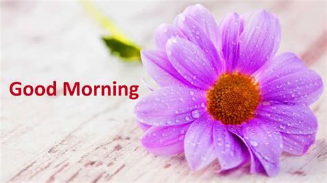 We hope you have found the most beautiful morning flower images you can send to your dearest ones, also share it on. good morning flowers images free download, Pictures ...