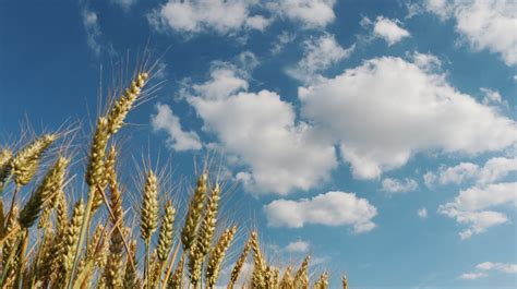 Images Gratuites Paysage Arbre La Nature Herbe Horizon Nuage