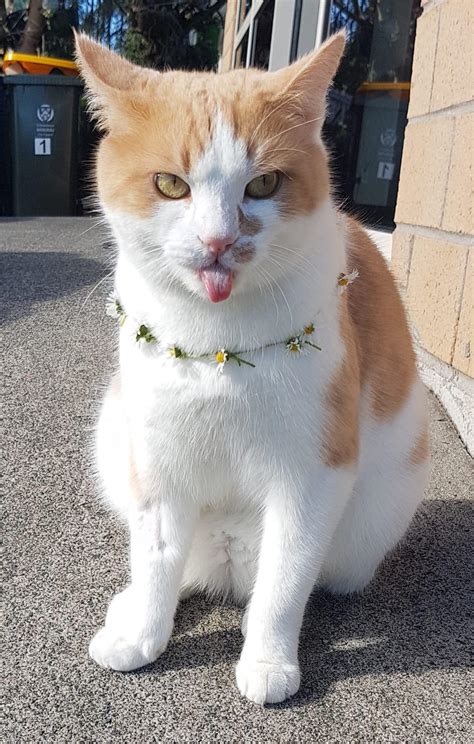 Browse the user profile and get inspired. Pretty kitty bleppin : Blep
