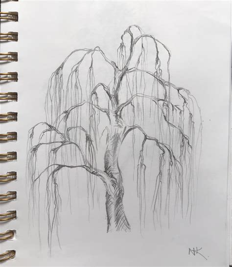 Pencil Drawing Of A Willow Tree
