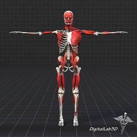 Muscle And Bone Anatomy 3d