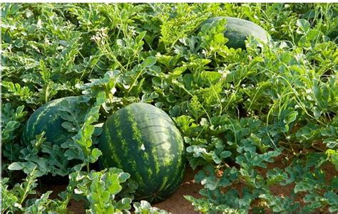 how to start a profitable melon egusi farming business in nigeria