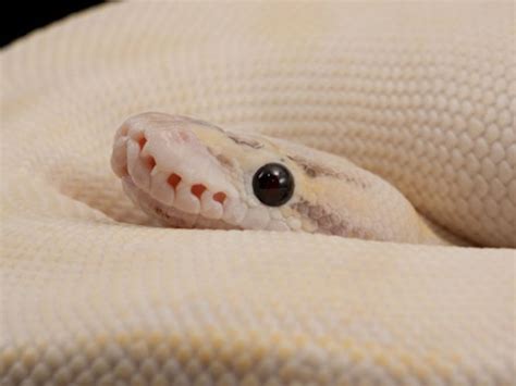 Ivory Pastel Morph List World Of Ball Pythons