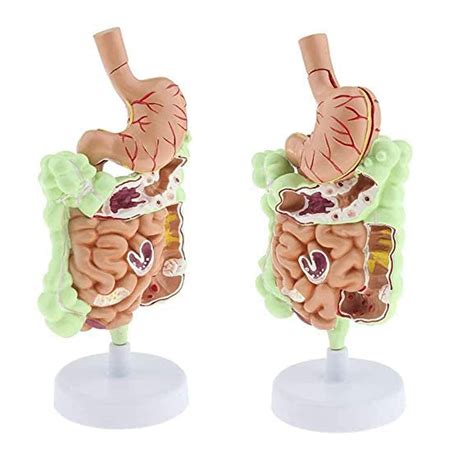 Buy Human Digestive System Model For Anatomical Life Size Human