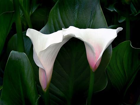 Arum Lily Zantedeschia Aethiopica Robust Persistent Ev Flickr