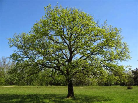 Trees Planet Quercus Petraea Sessile Oak Durmast Oak