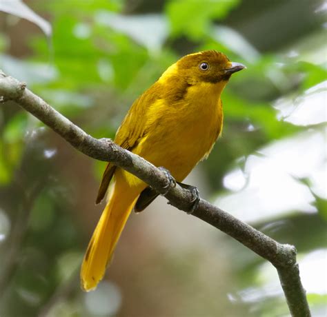 Golden Bowerbird Waxwing Eco Tourism Directory