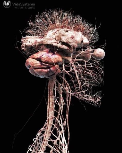 The central nervous system and the peripheral nervous system. Human Central Nervous System