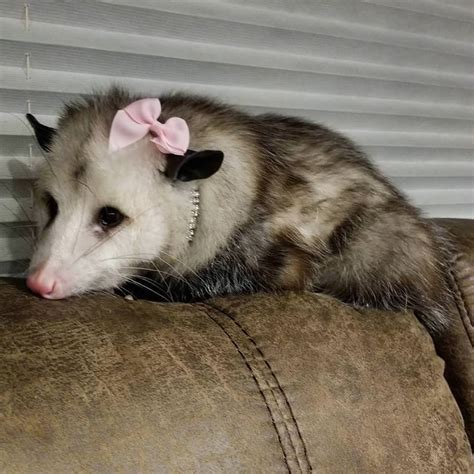 29 Possum Memes That Are As Funny As Possumble Gallery Ebaums World