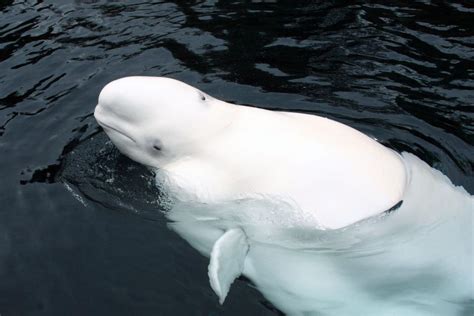 Beluga Whale Nunavut Canada