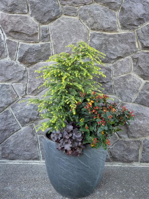 Winter Friendly Patio Plants Potted Plants For Winter Hgtv