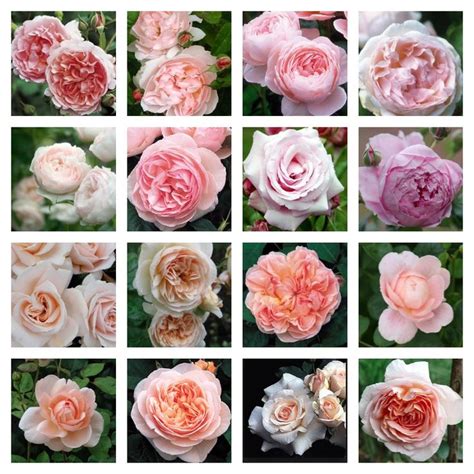 Pin By Catriona Rowntree On Roses David Austin Roses Rose Varieties