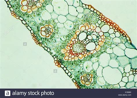 Zea Mays Leaf Microscope