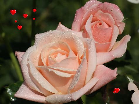 Love Wallpaper Valentine Roses
