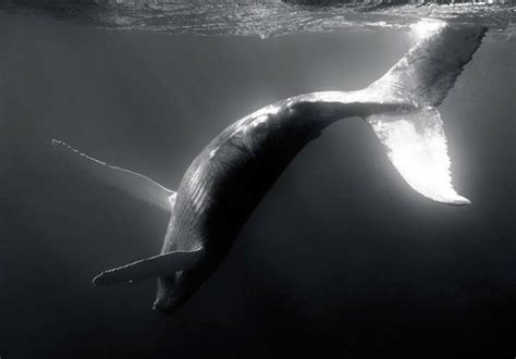 Beautiful Whale Photography 64 Pics
