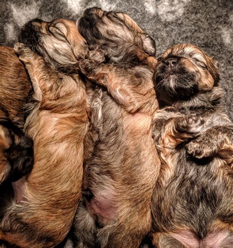 Our havanese puppies are carefully selected and. Pin by Havanese for Humanity on Havanese puppies for sale ...