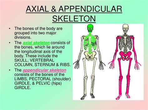 Axial And Appendicular Skeleton Quiz