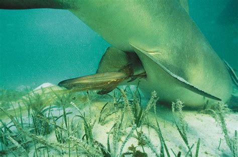 Shark Biology A Look At Reproduction Senses And More