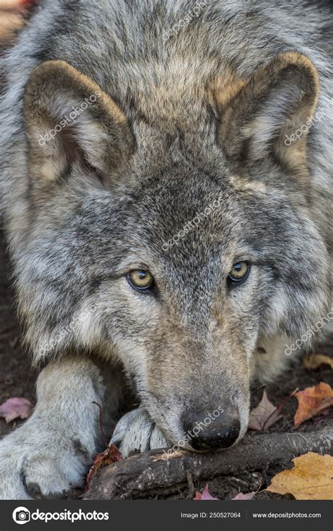 Close Portrait Wolf Lying Ground Looking Camera Stock Photo By