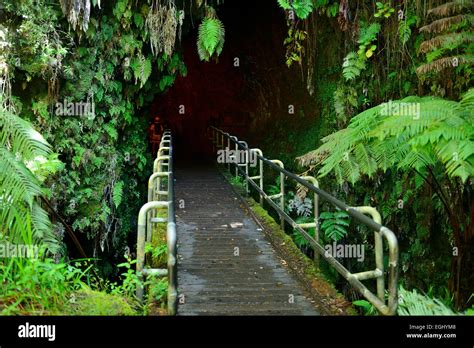 Entrance To Thurston Lava Tube In Volcanoes National Park On Big Island
