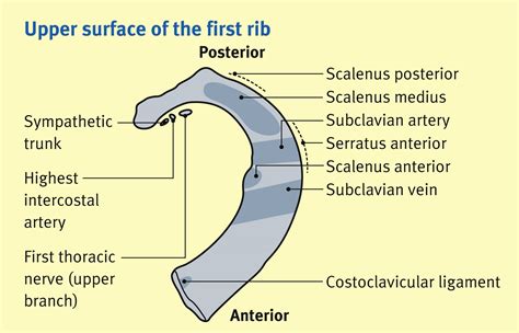 The Thoracic Inlet And First Rib Anaesthesia And Intensive Care Medicine