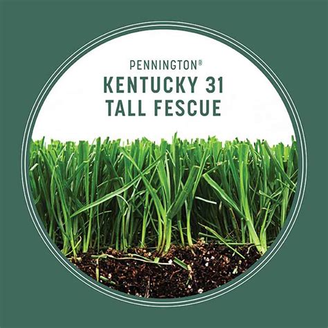 Kentucky 31 Tall Fescue Grass Seed Pennington