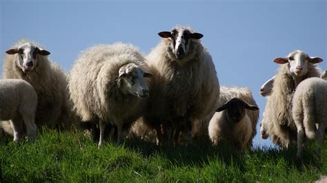 Free Photo Herd Of Sheep Animal Farm Herd Free Download Jooinn