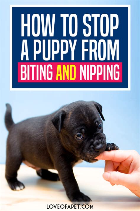 How To Stop A Puppy From Biting And Nipping All You Need To Know