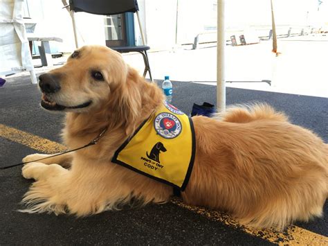 September Therapy Dog Training Class Is Full