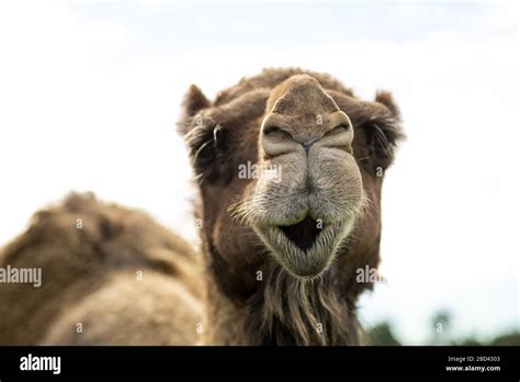 Funny Faces Of Animals