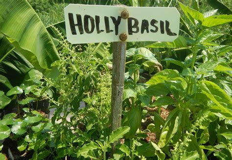 How To Grow Holy Basil Gardening Site