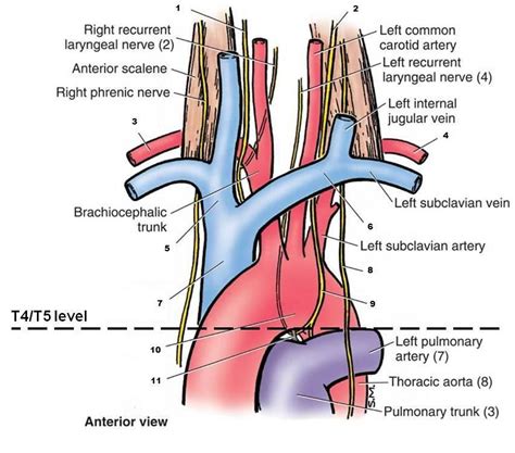 Subclavian Artery Arteries Thoracic