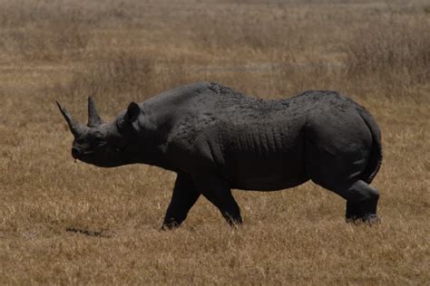Animales Extintos Rinoceronte Negro De África Occidental
