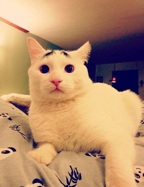 Cat With Eyebrows 30 Pics