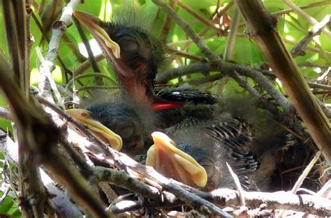 How To Safely Observe Nesting Birds Birding Basics