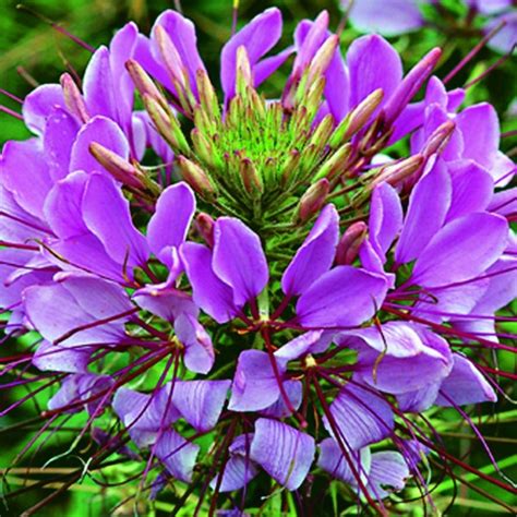 Previously it had been placed in family capparaceae, until dna studies found. Cléome Série Sparkler™ F1 - Norseco