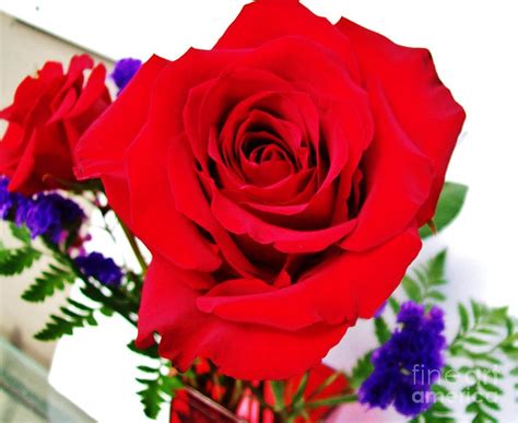 Red Roses Romance Photograph By Marsha Heiken Fine Art America
