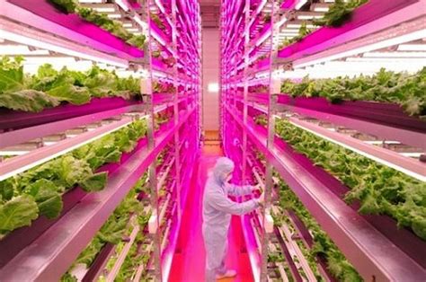 Vertical Farming For Compact Spaces Indoor Farming