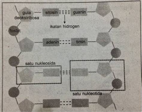 Douzes Science Deux Indikator 29 Susunan Nukleotida DNA RNA Atau
