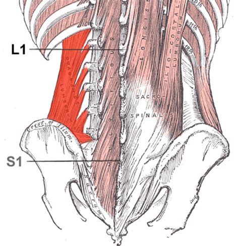 Quadratus Lumborum Anatomy