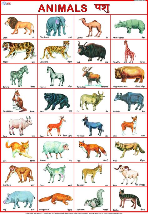 Pet Animals Chart For Kids - Pet's Gallery