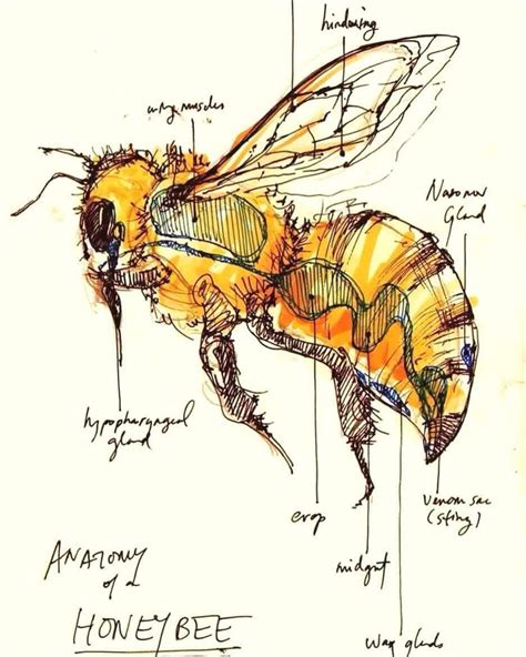 Honey Bee Anatomy Bee Bee Keeping Scientific Drawing