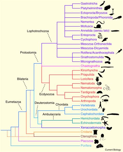 Phylogenomic Insights Into Animal Evolution Current Biology