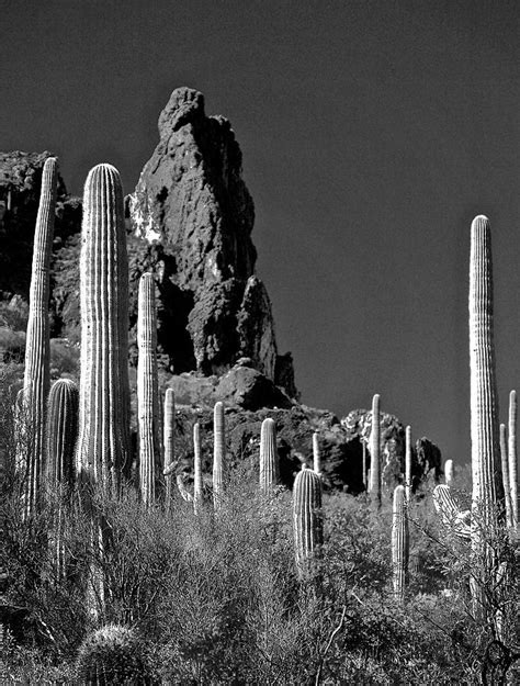 Quintessential Arizona Photograph By Rudolf Volkmann Fine Art America