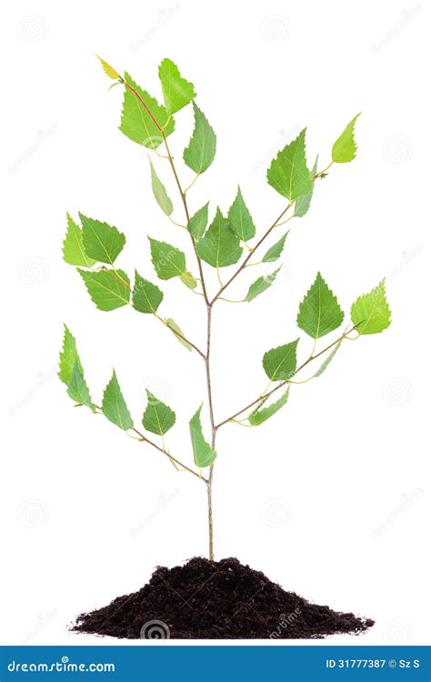 Birch Tree Growing Seedling In Soil Pile Isolated On White Royalty Free