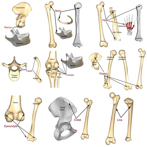Bone Markings Processes And Cavities Human Anatomy And Physiology Lab BSB Course Hero